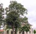 Prachtexemplar vor der Villa Bauer.